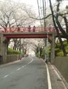 桜坂写真20070402_3