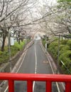 桜坂写真20070402_4