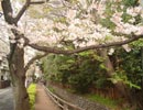 六郷用水跡の桜2