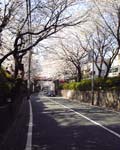 桜坂写真11