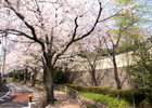 六郷用水跡遊歩道の桜